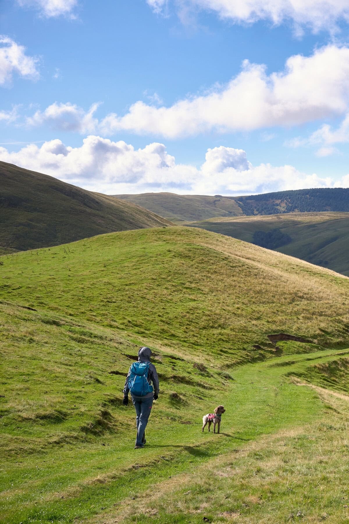 Cheviot Hills, Northumberland, England, Uk