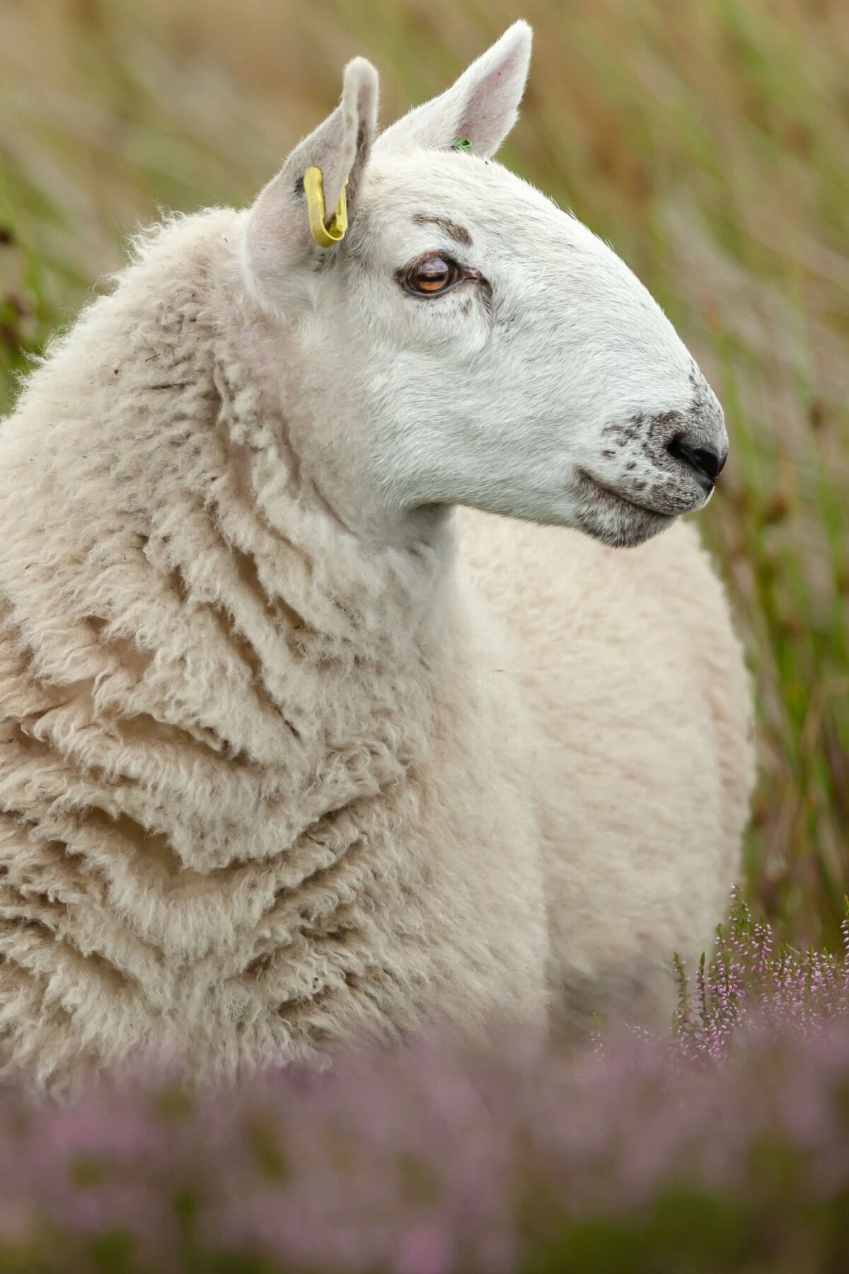 Cheviots Sheep