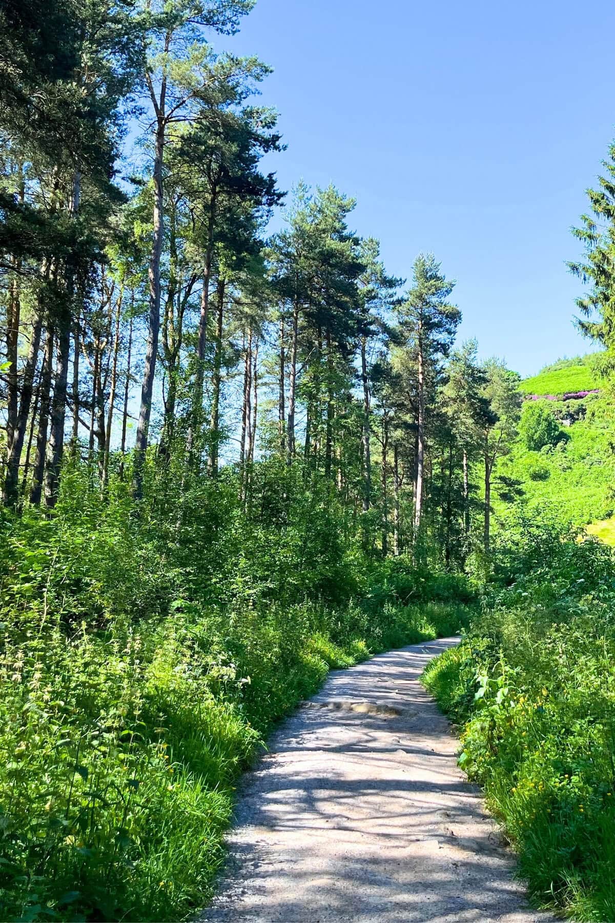 Forest Walkway Uk