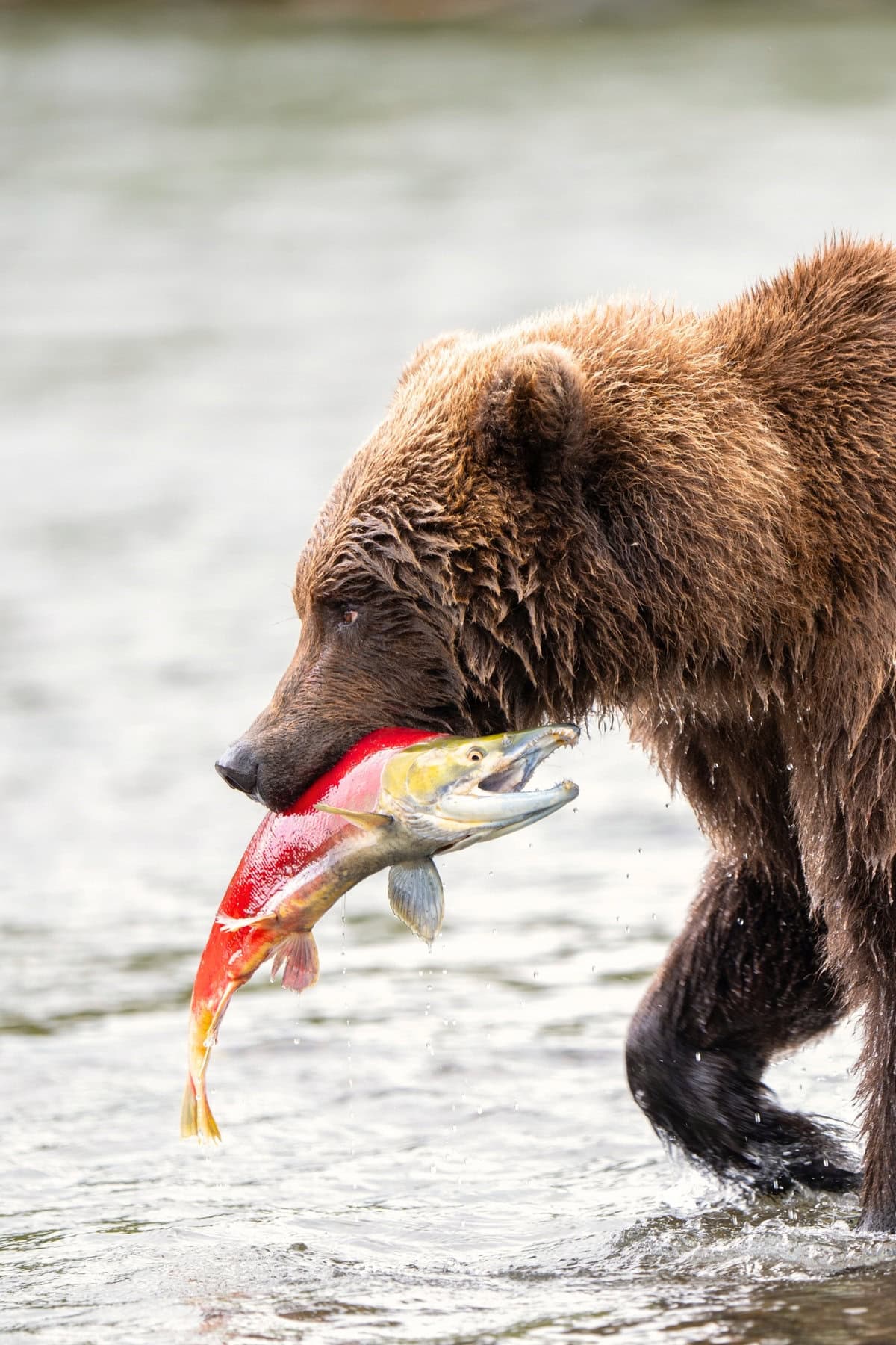 Alaskan Brown Bear