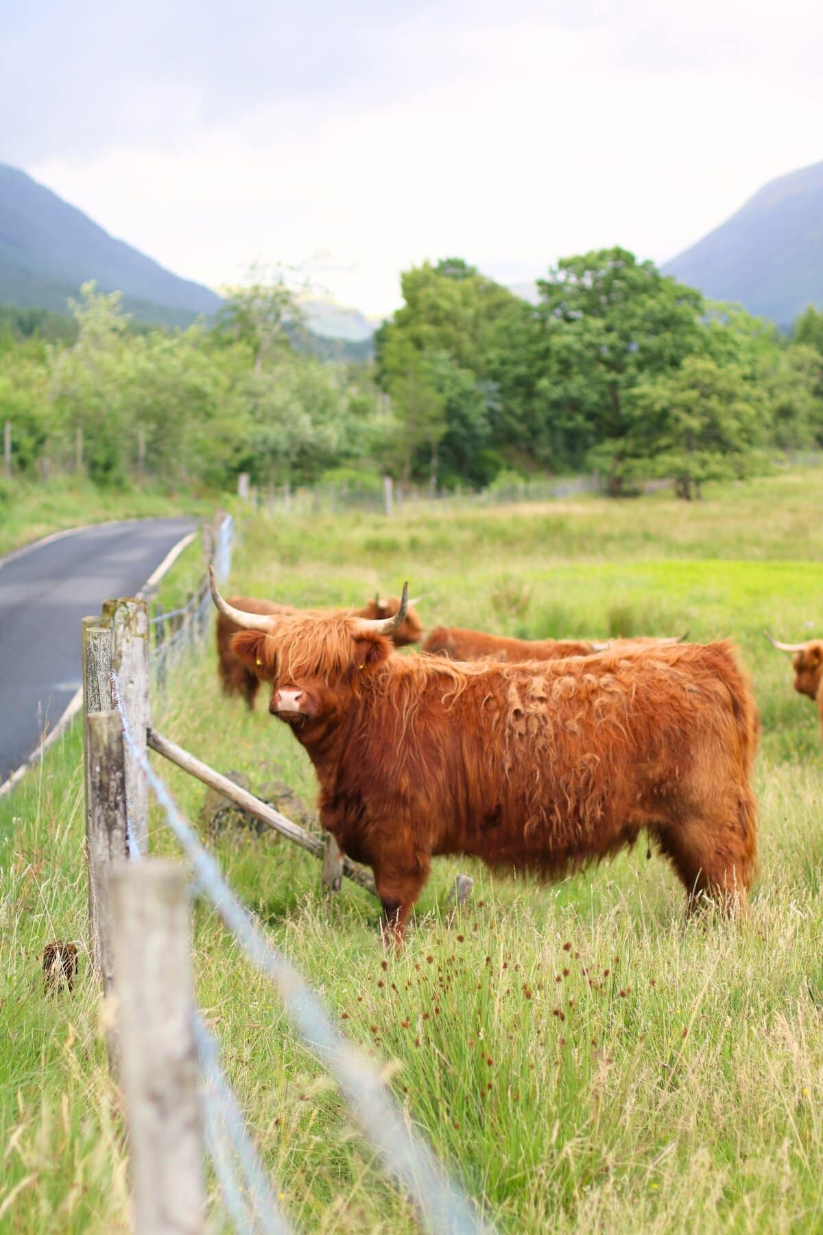Highland Cows Isle of Skye