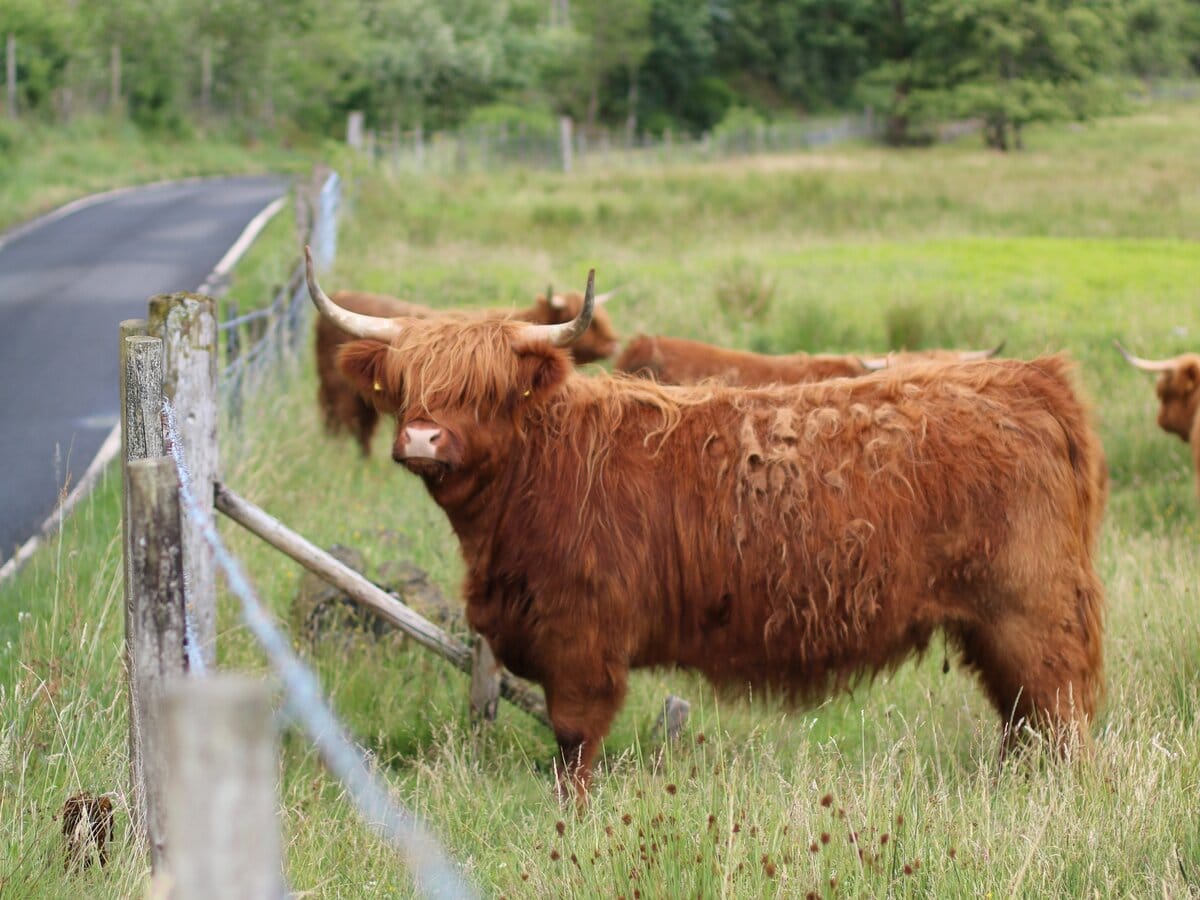 Highland Cows